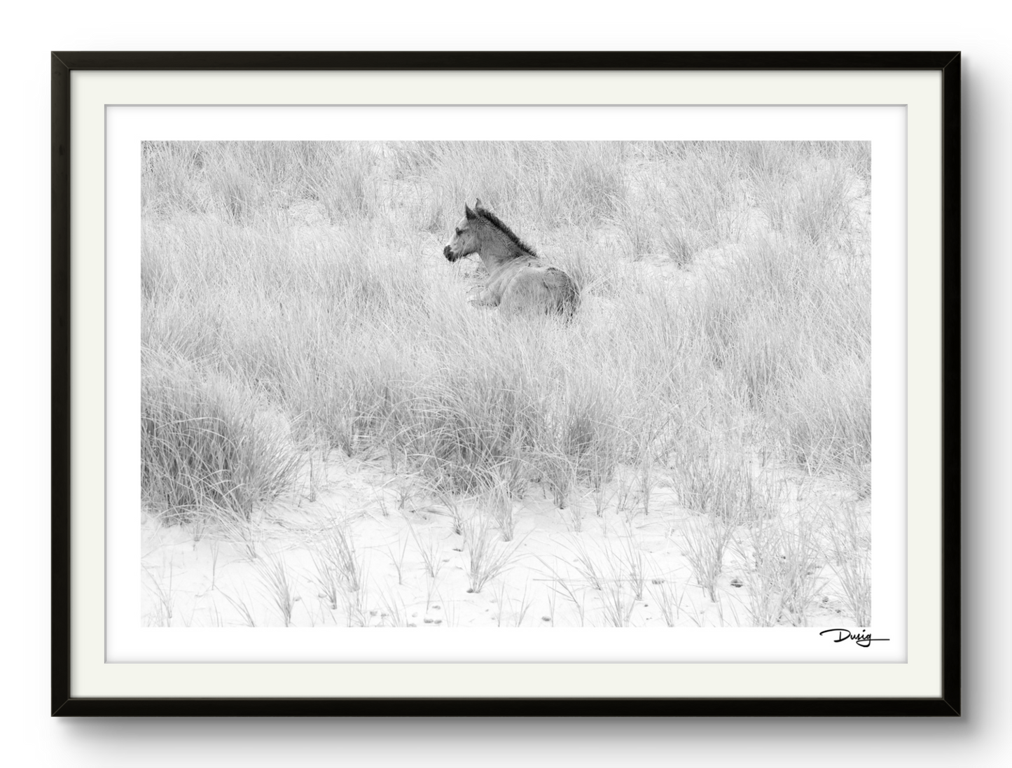 Resting Among the Dunes