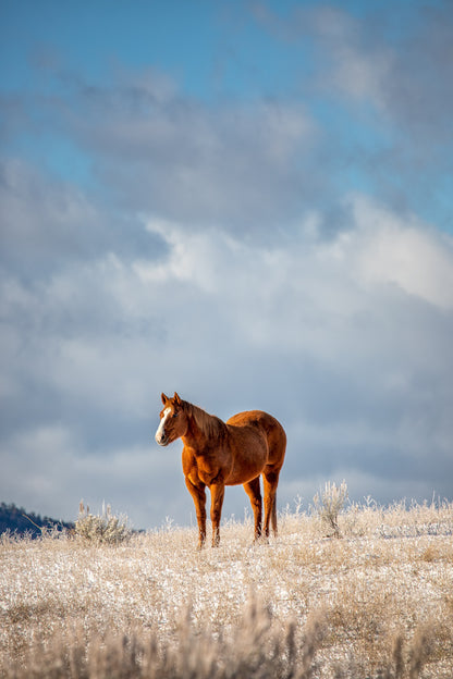 Winter Sentinel