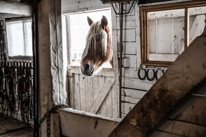 Tales of the Tack Room