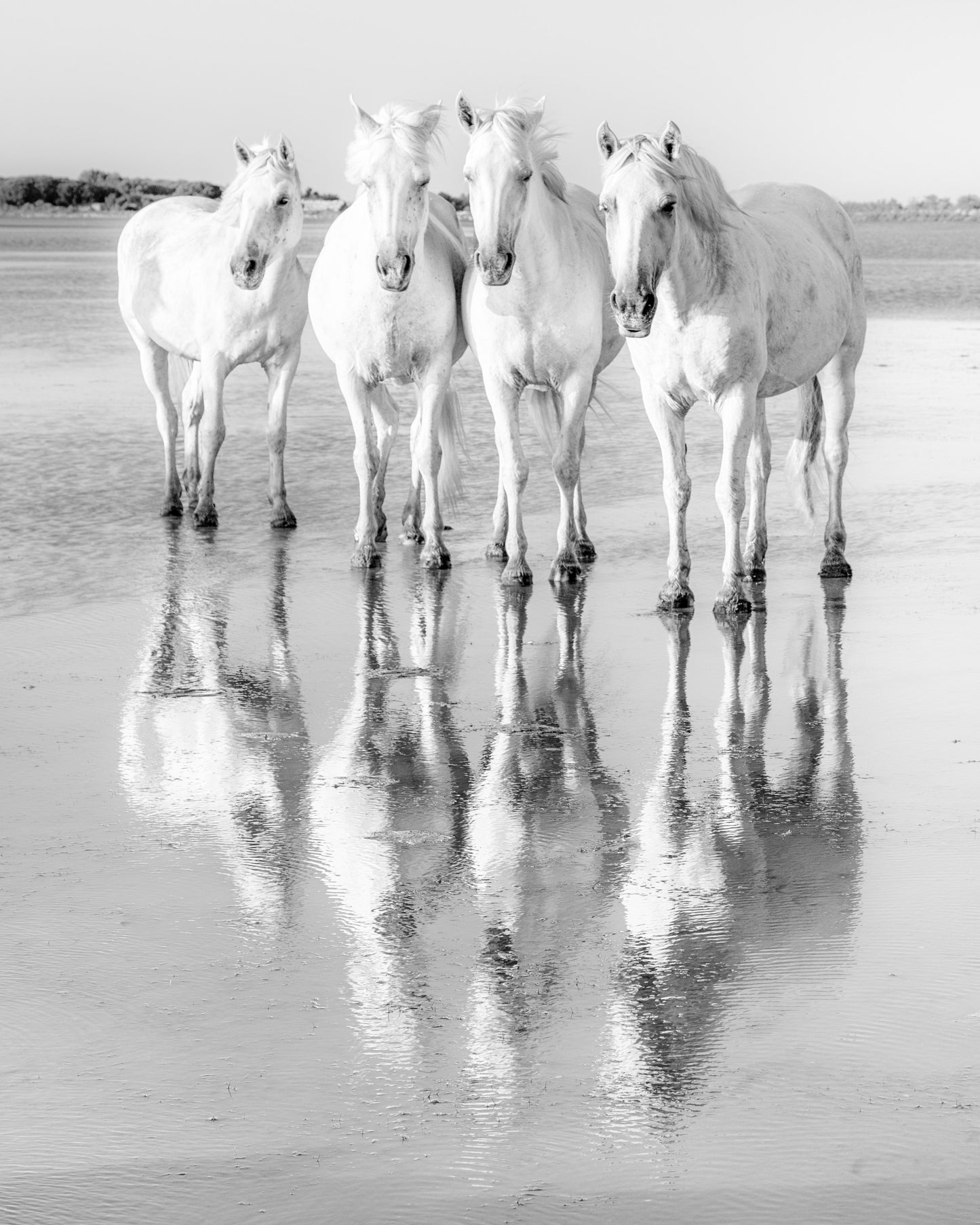 The White Quartet