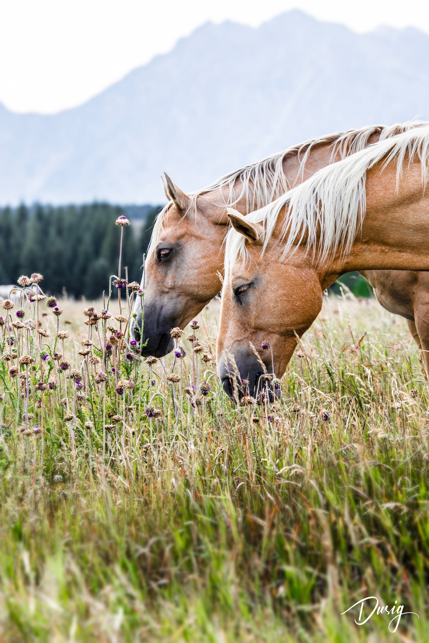 Meadow Companions