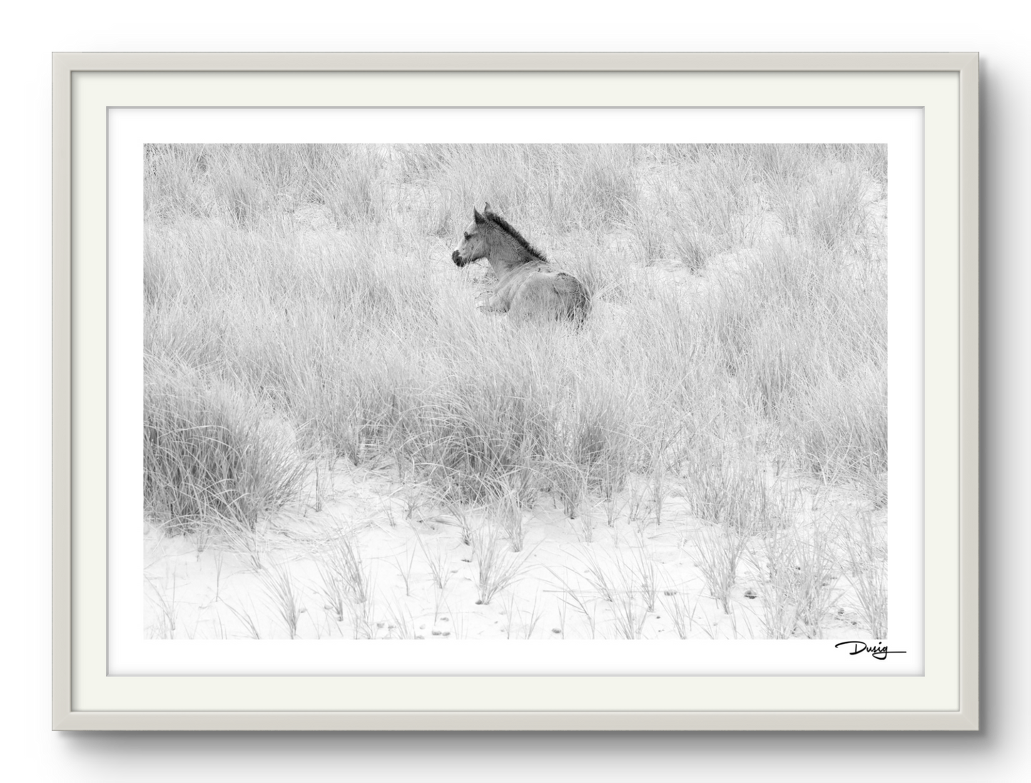 Resting Among the Dunes