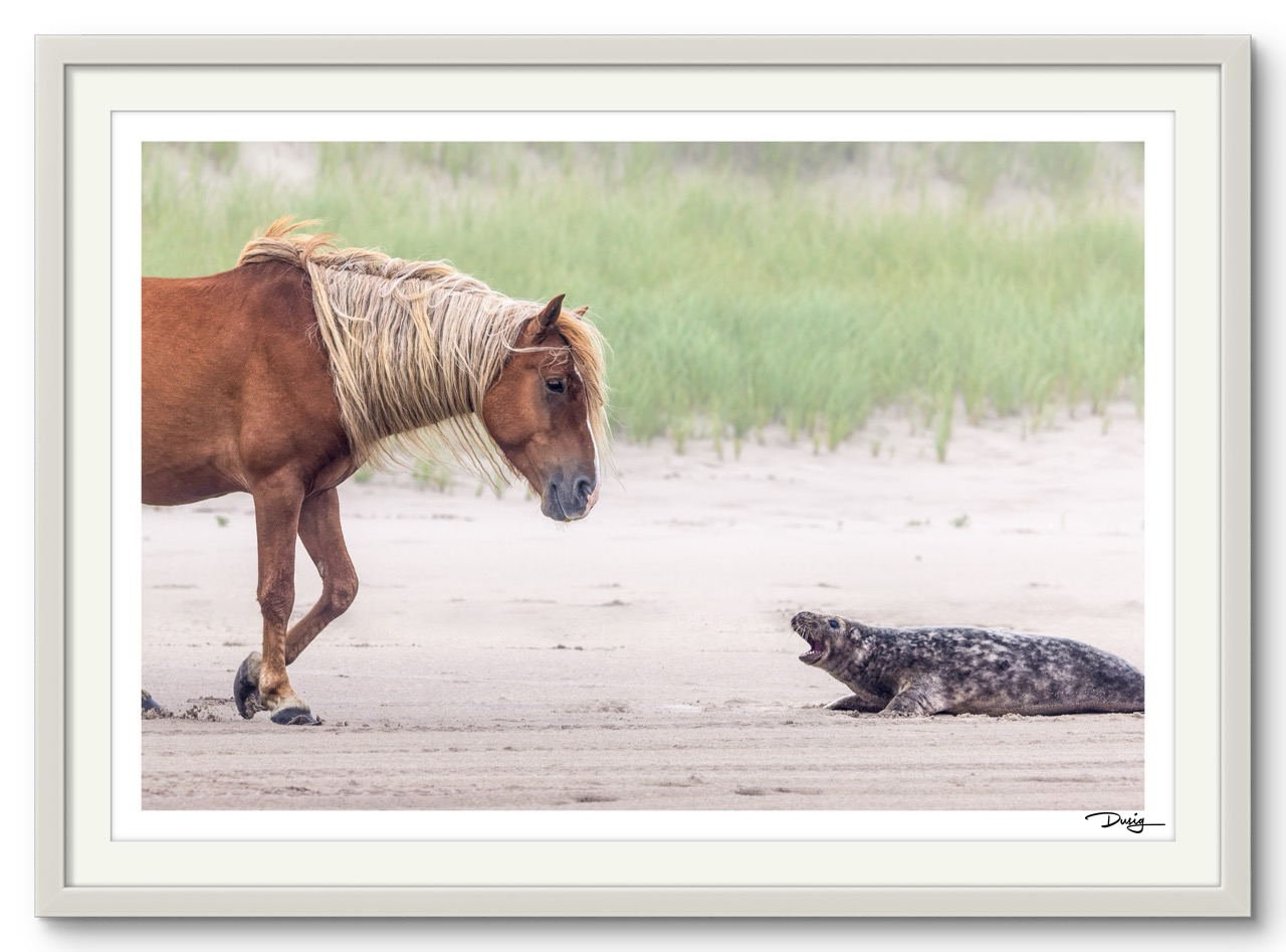 Sable Island Standoff