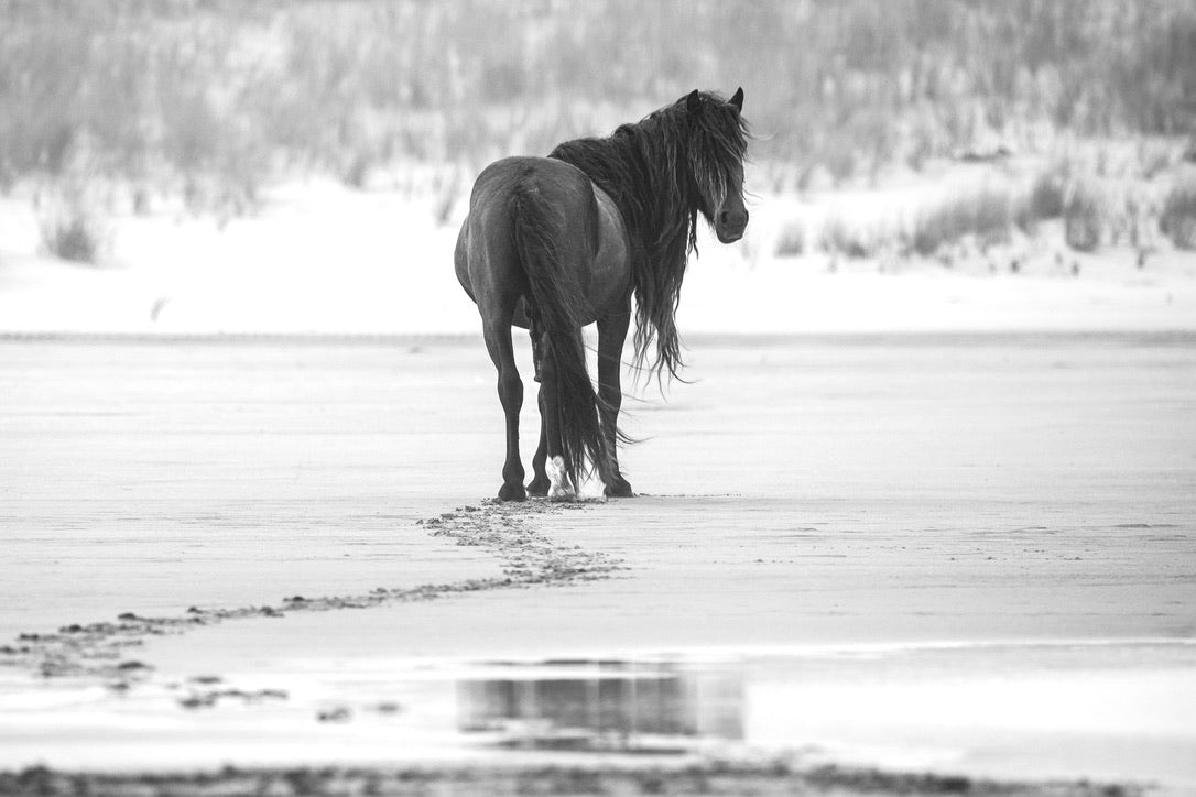 Footprints in Solitude