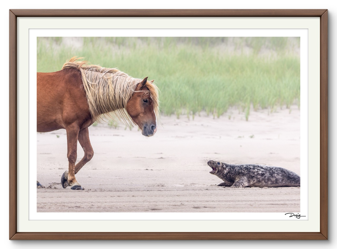 Sable Island Standoff