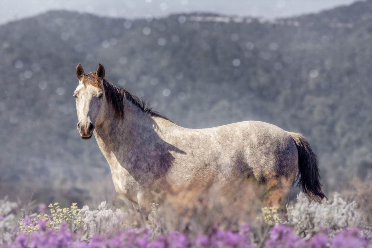 Among the Wildflowers