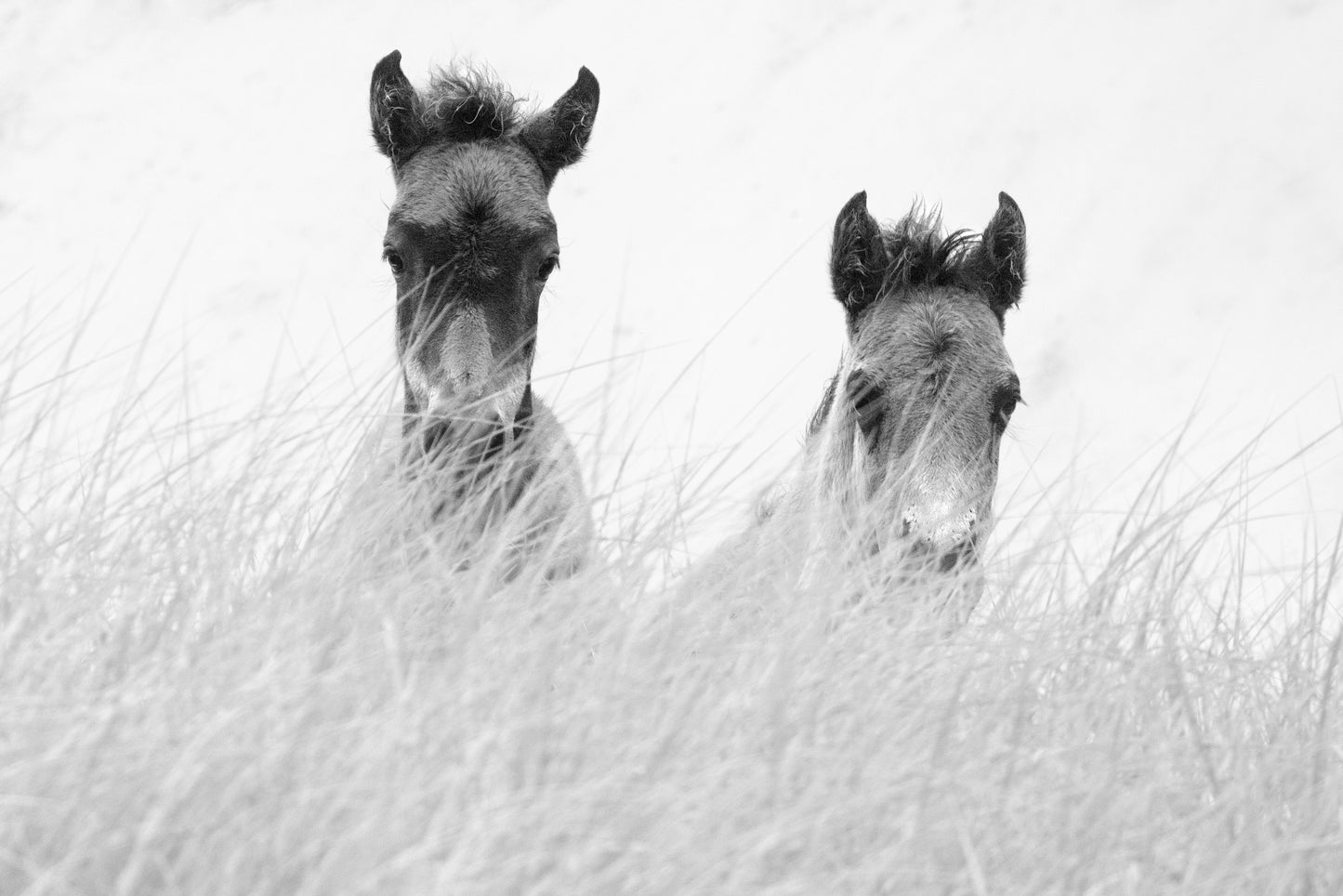 Innocence in the Dunes