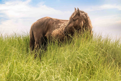 Sea Grass Sanctuary