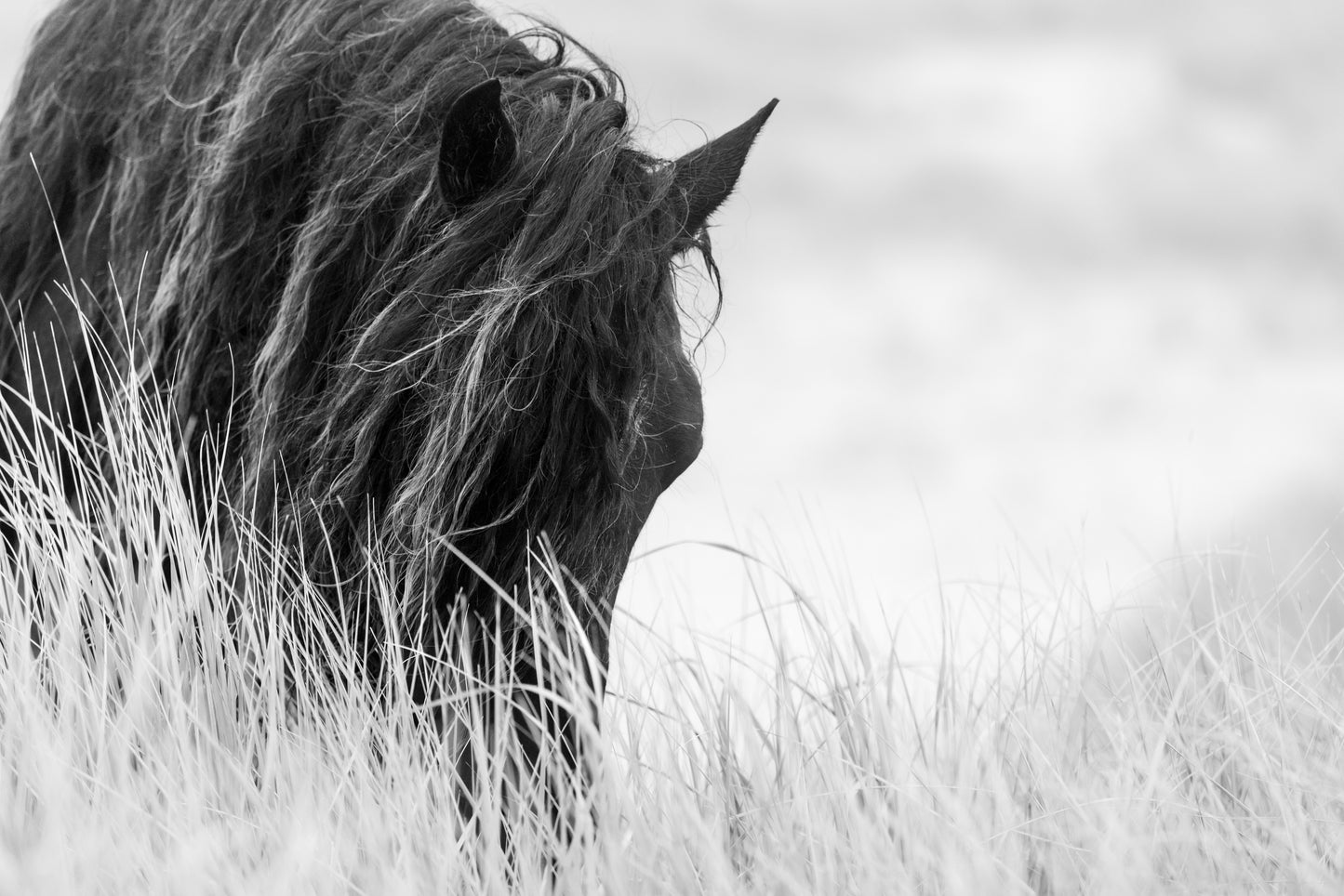 Veiled in Grass