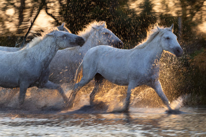 Splashing Spirits