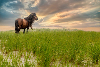 Guardian of the Dunes