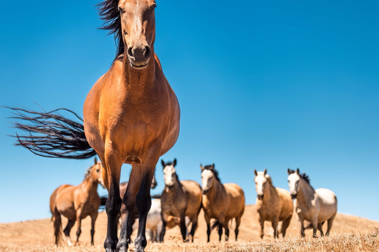 Equine Curiosity