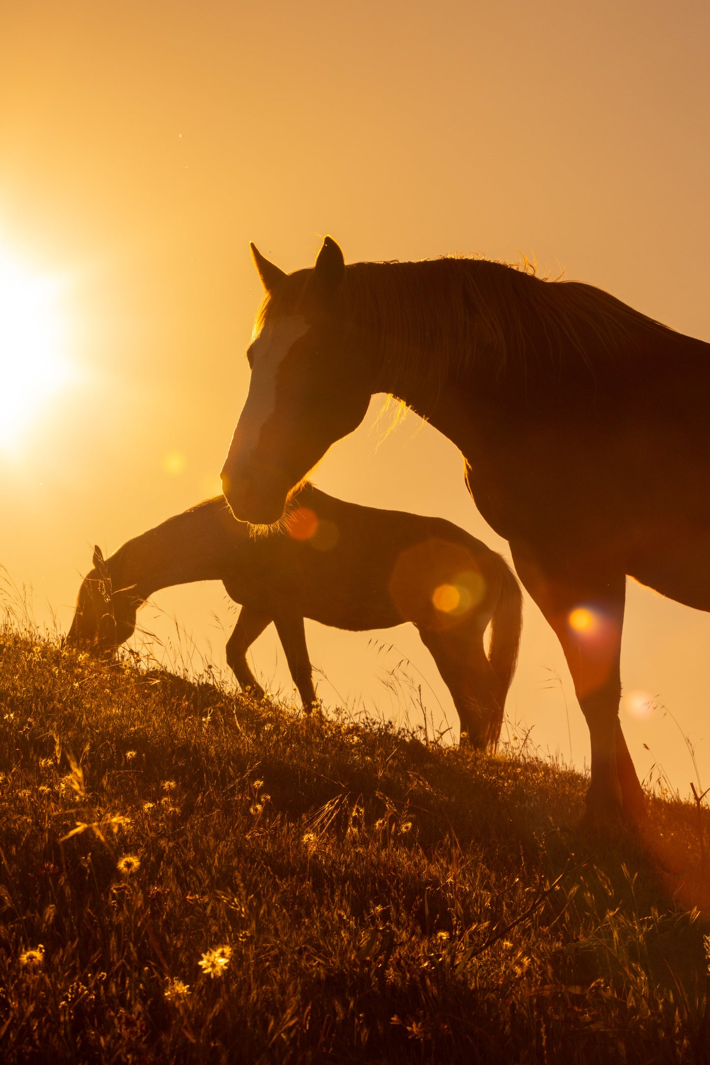 Dancing Shadows: Silhouetted Horses on the Hillside