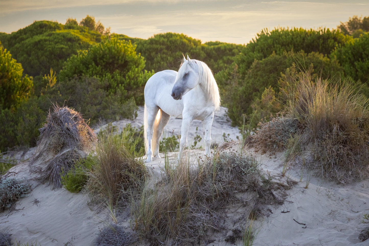 Dune Dweller