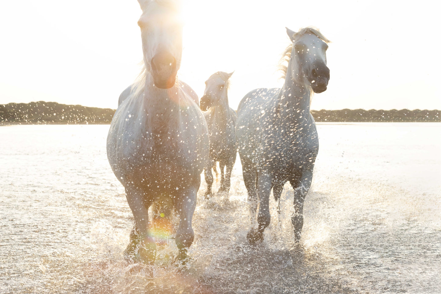 Sunlit Gallop