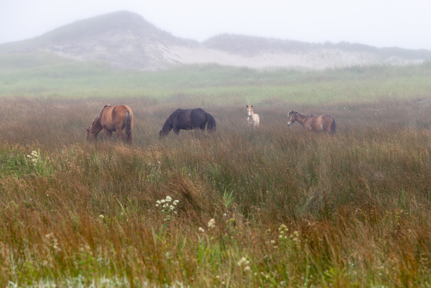 Silent Meadows