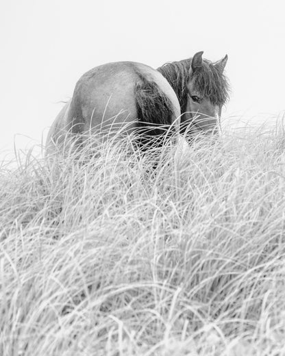 Solitude in the Grasses