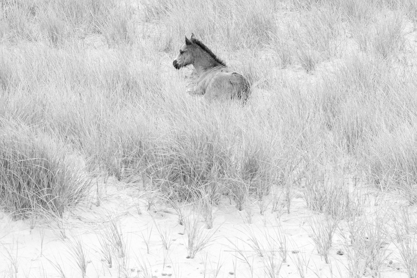 Resting Among the Dunes