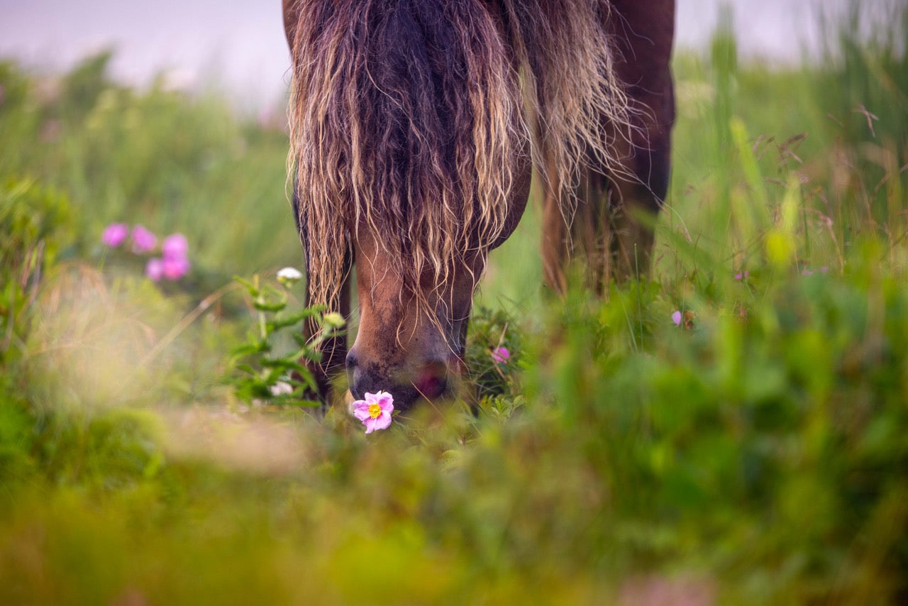 Scent of Freedom