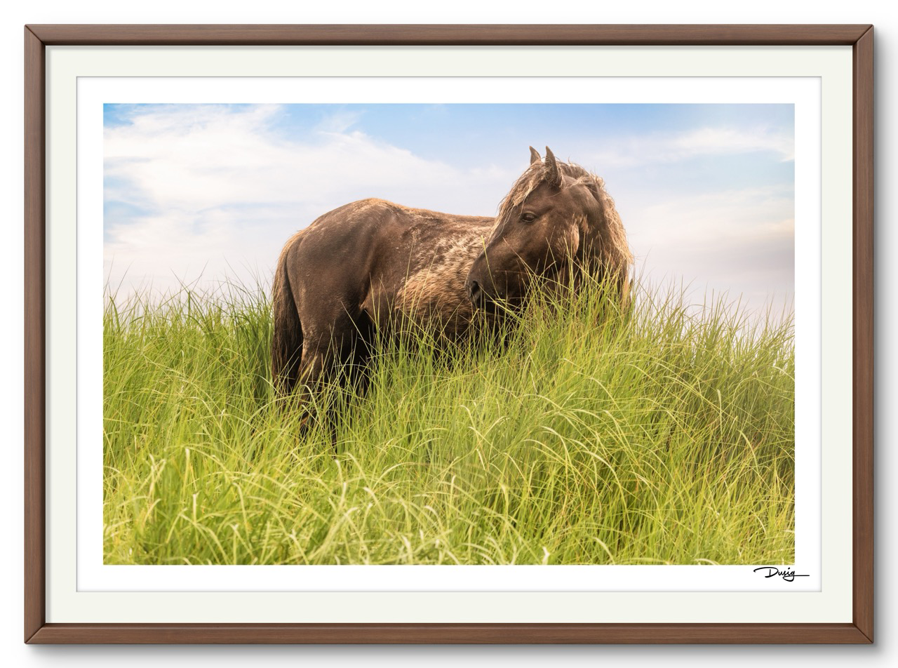 Sea Grass Sanctuary