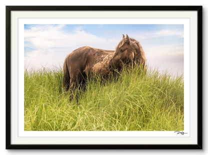 Sea Grass Sanctuary