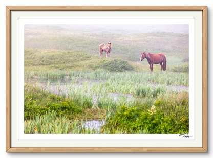 Mist Over the Marsh