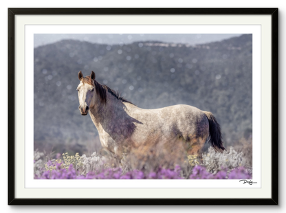 Among the Wildflowers