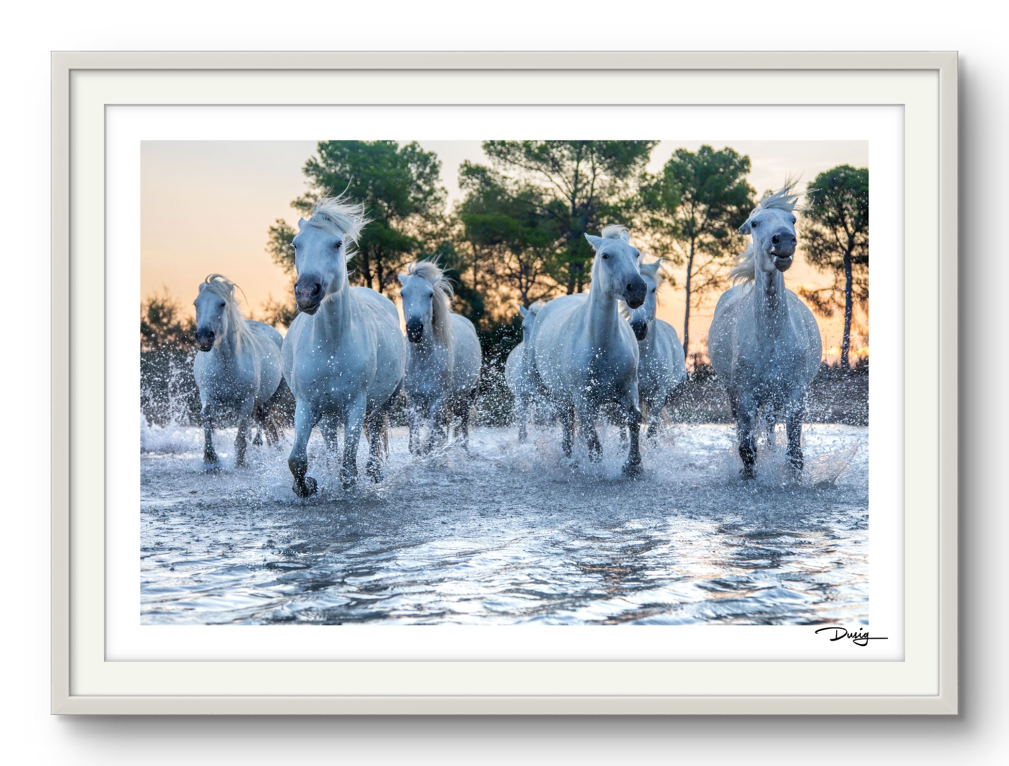 Charge of the Camargue