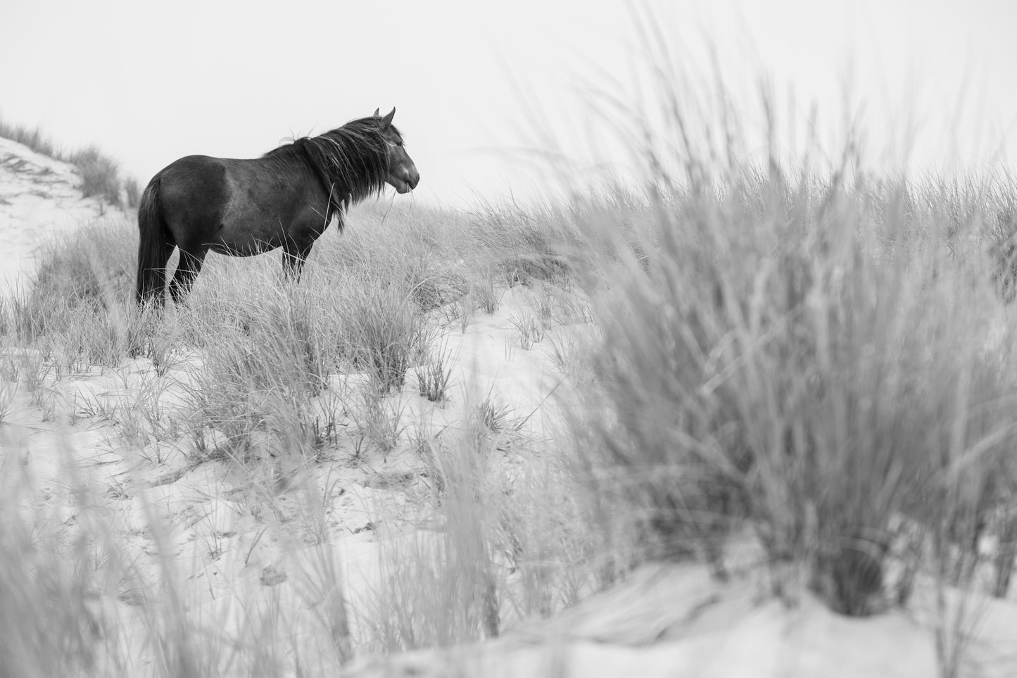 Wanderer of the Dunes