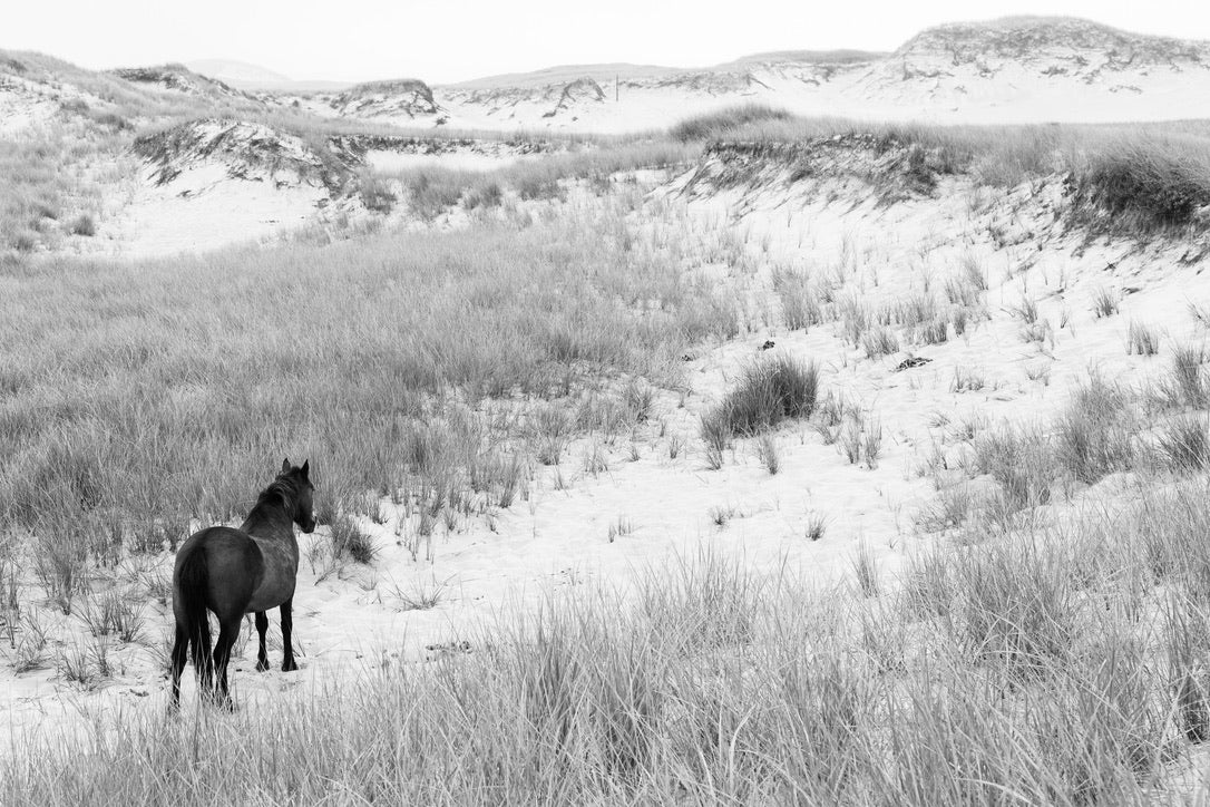 Into the Dunes