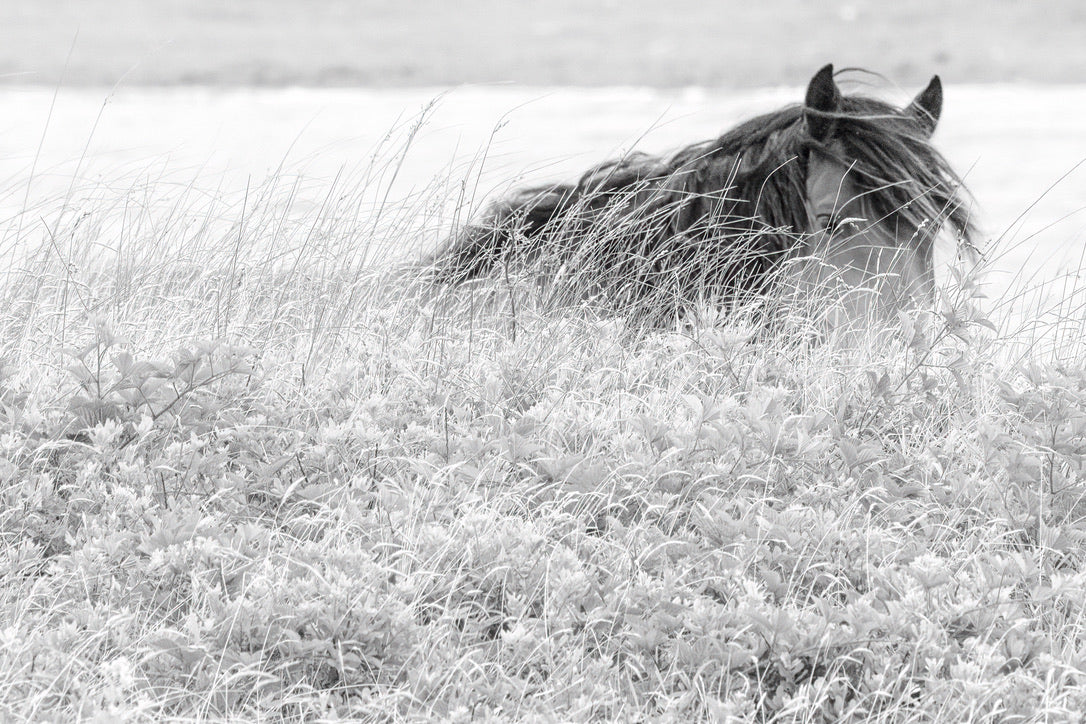 Hidden in the Grass