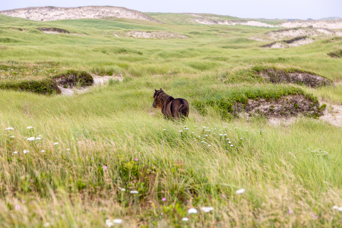 The Green Expanse