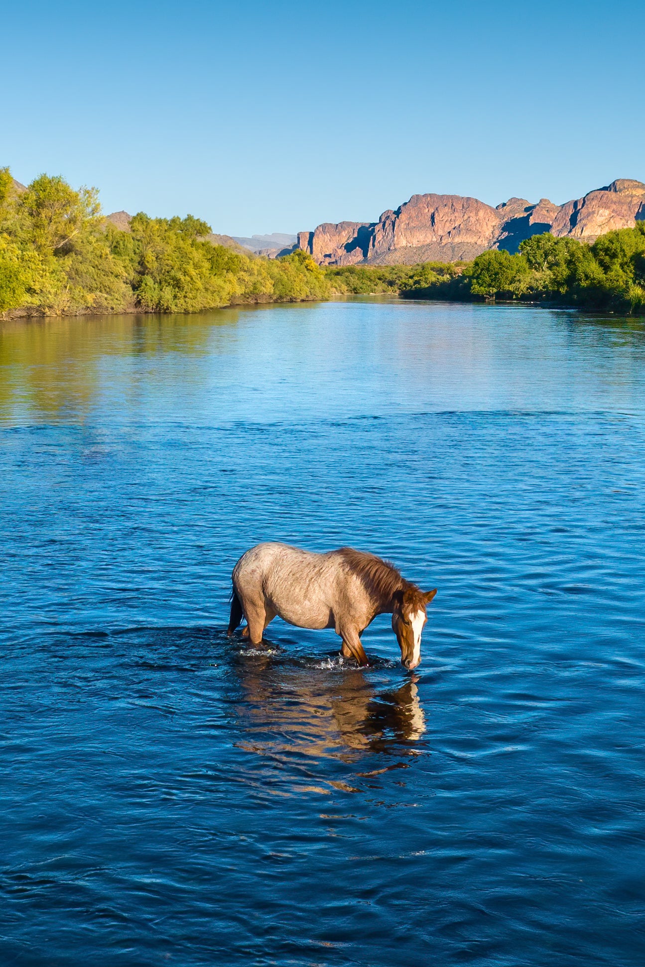 A Lone Mustang’s Tranquil Moment