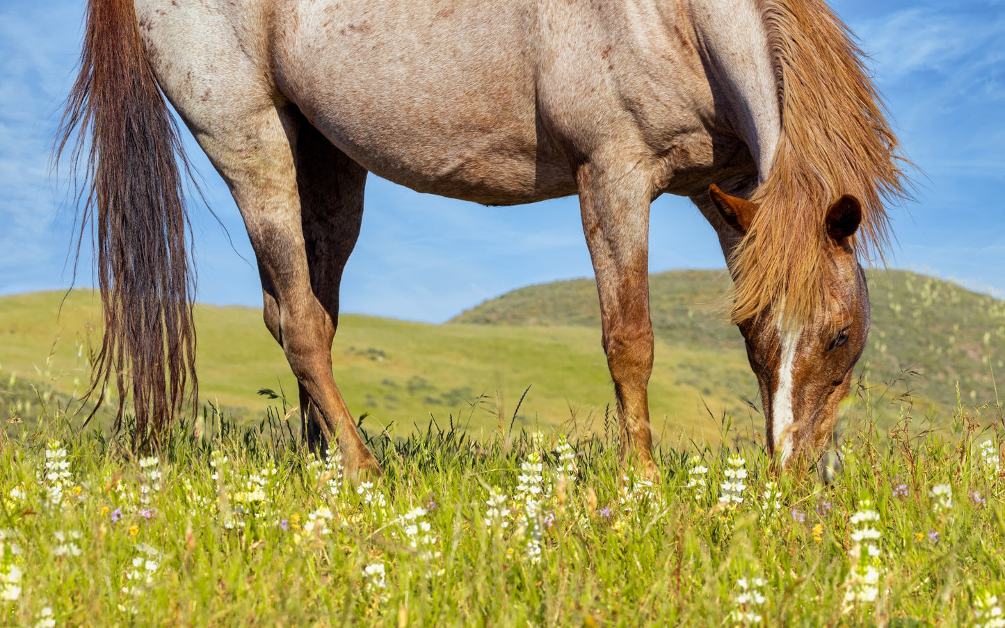 Radiant Equine