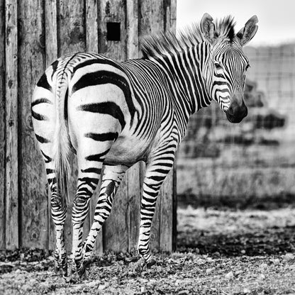 Striped Elegance