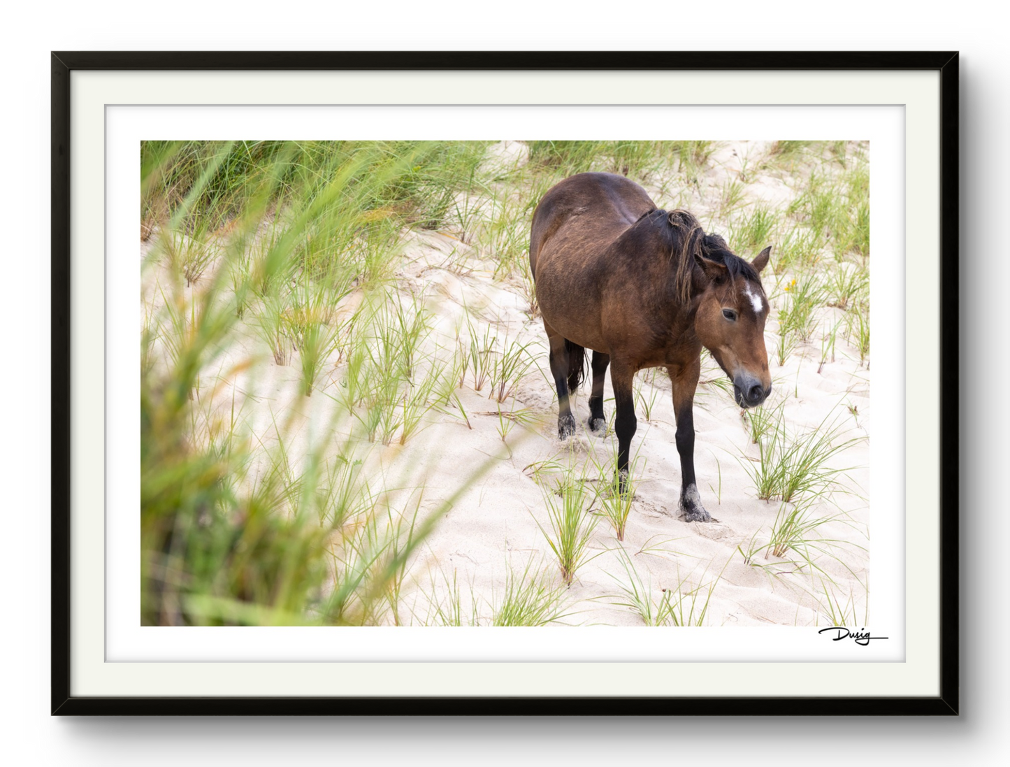 Wandering the Dunes