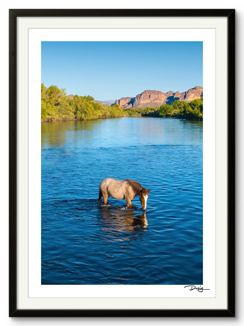 A Lone Mustang’s Tranquil Moment