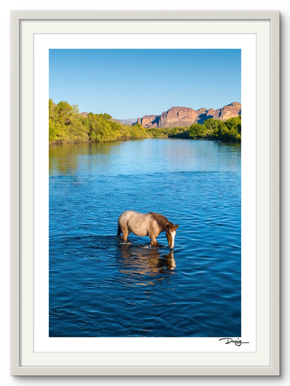 A Lone Mustang’s Tranquil Moment