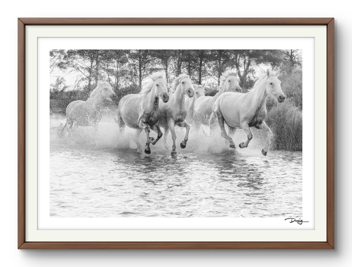 Wild Water Ballet