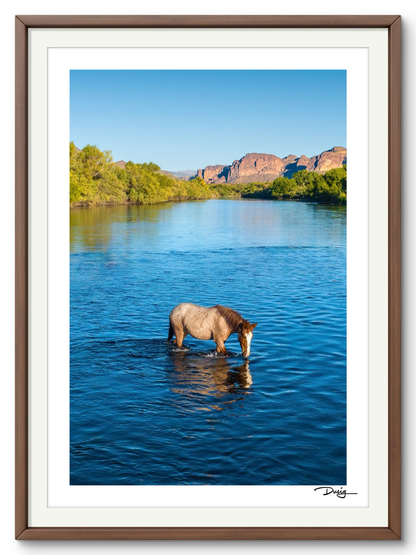 A Lone Mustang’s Tranquil Moment