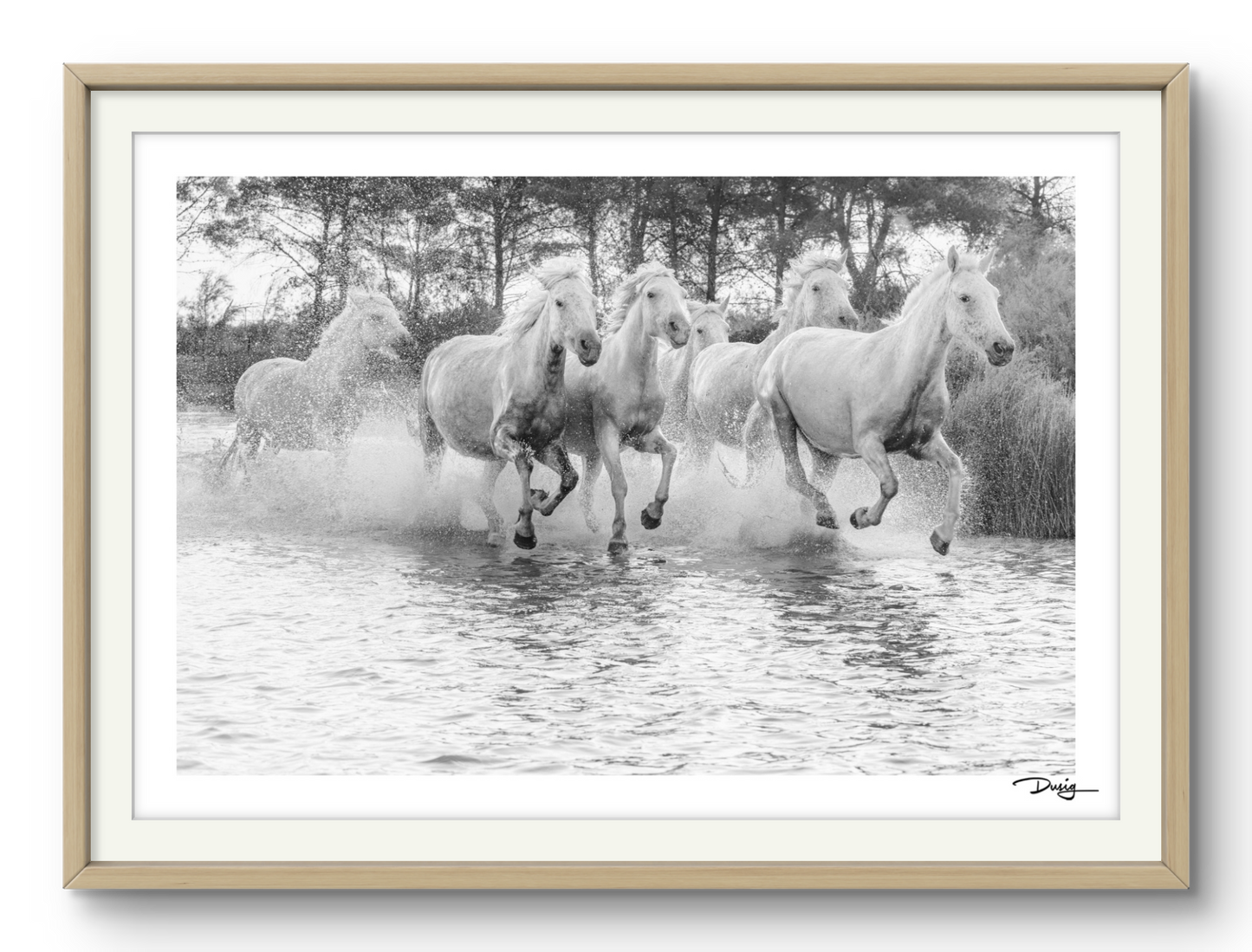 Wild Water Ballet