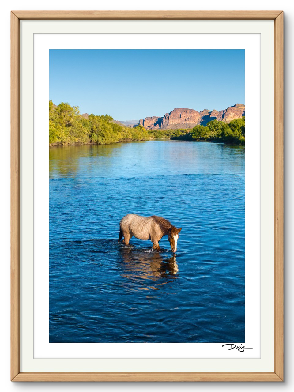 A Lone Mustang’s Tranquil Moment