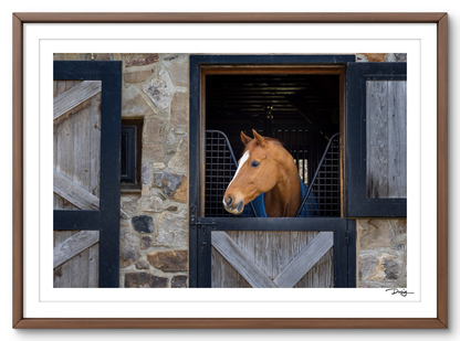 Quiet Moment in the Barn