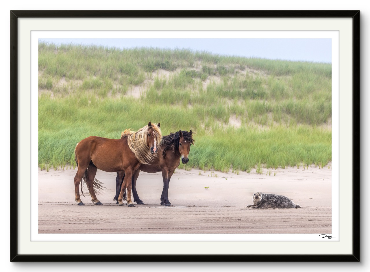 Meeting on the Dunes