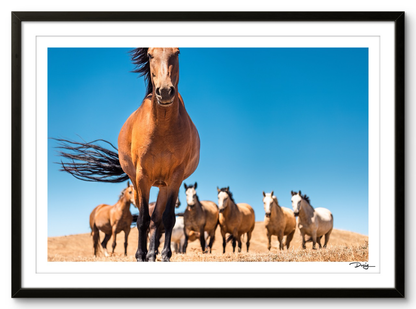 Equine Curiosity