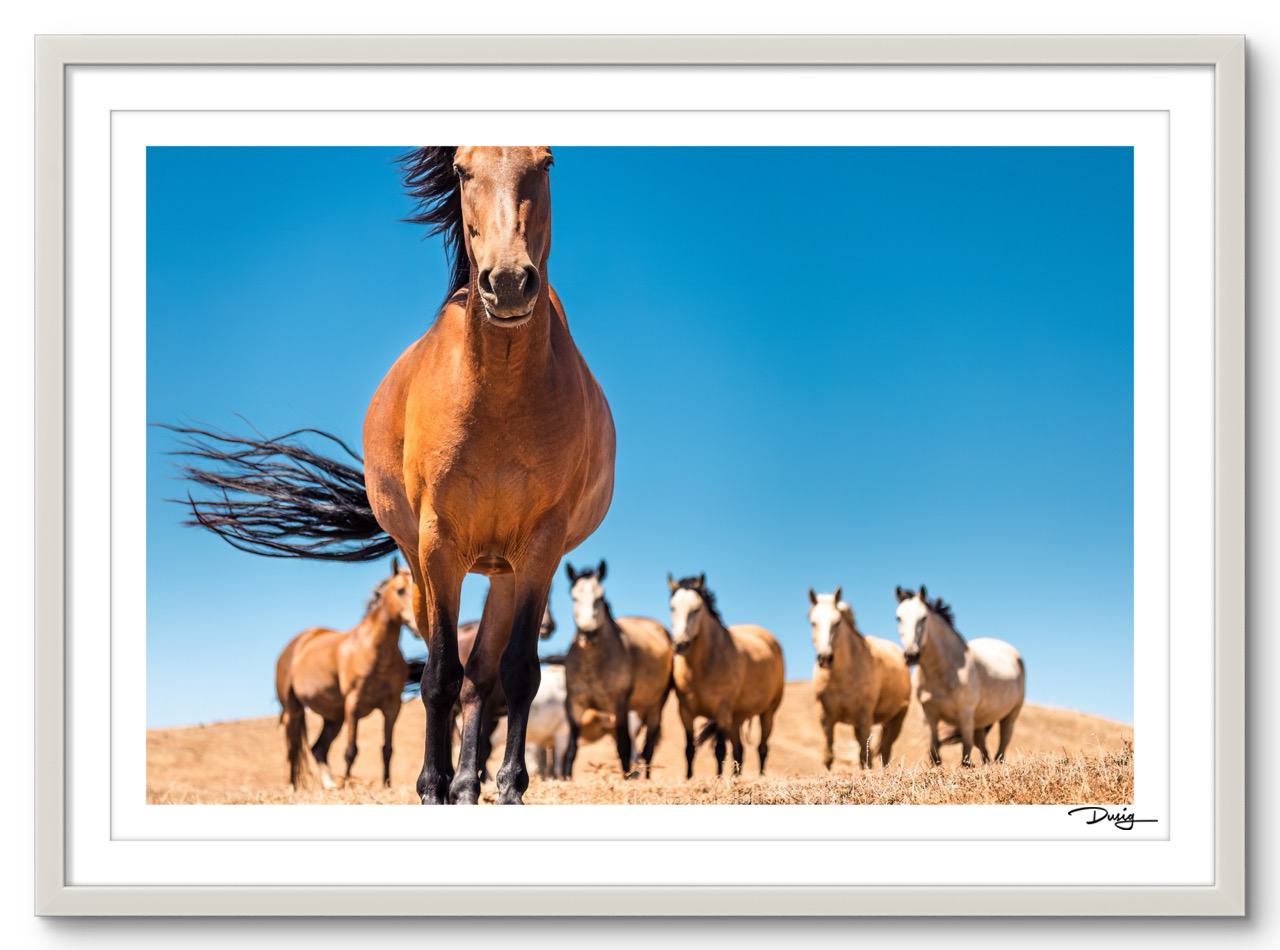 Equine Curiosity