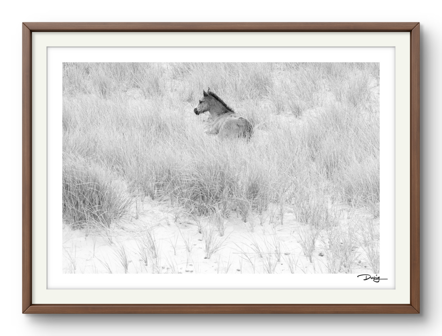 Resting Among the Dunes