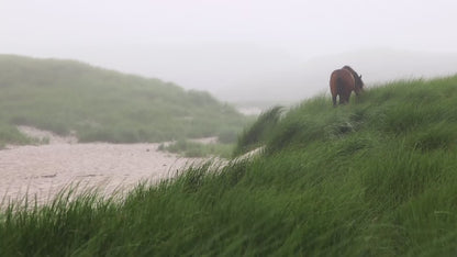 In the Sea of Grass