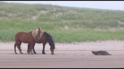 Meeting on the Dunes